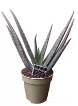 Алоэ вера - Aloe vera D15 H42