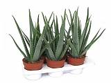 Алоэ вера - Aloe vera D12 H30
