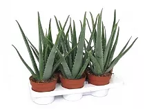 Алоэ вера - Aloe vera D12 H30