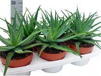 Алоэ древовидное - Aloe arborescens D12 H25