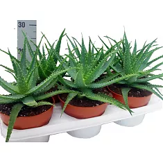 Алоэ древовидное - Aloe arborescens D12 H25