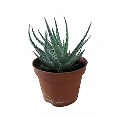 Алоэ приземистое (алоэ хумилис) - Aloe humilis D14 H15