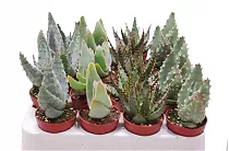 Алоэ микс - Aloe MIX D12 H20