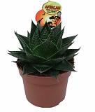 Алоэ Космо - Aloe Cocmo D14 H25