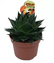 Алоэ Космо - Aloe Cocmo D14 H25