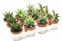 Алоэ микс - Aloe MIX D14 H25