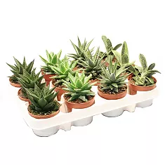 Алоэ микс - Aloe MIX D14 H25
