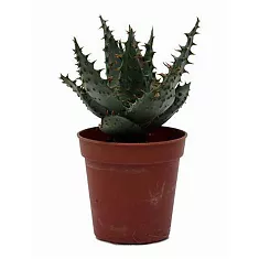 Алоэ - Aloe broomii D12 H20
