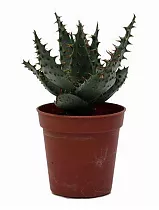 Алоэ - Aloe broomii D12 H20