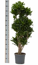 Драцена компакта куст - Dracaena compacta D35 H130