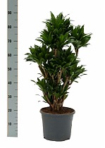 Драцена компакта бранч -Dracaena compacta H90