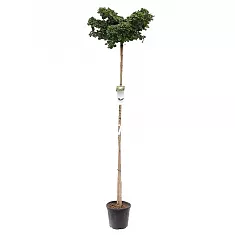 Гинкго Билоба - Ginkgo biloba  D38 H220