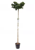 Гинкго Билоба - Ginkgo biloba  D38 H220