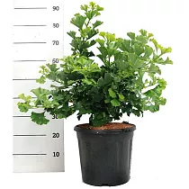 Гинкго билоба Марикен - Ginkgo biloba Mariken D38 H90