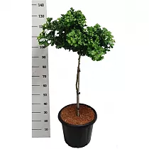 Гинкго билоба Марикен - Ginkgo biloba Mariken D38 H120