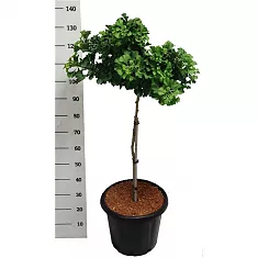 Гинкго билоба Марикен - Ginkgo biloba Mariken D38 H120