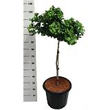 Гинкго билоба Марикен - Ginkgo biloba Mariken D38 H120
