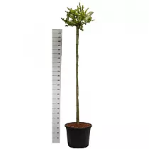 Гинкго билоба Марикен - Ginkgo biloba Mariken D54 H250