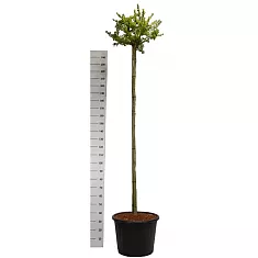 Гинкго билоба Марикен - Ginkgo biloba Mariken D54 H250