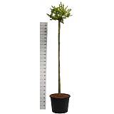 Гинкго билоба Марикен - Ginkgo biloba Mariken D54 H250