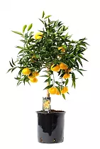 Клементин - Citrus clementina D22 H100