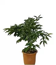 Клементин Эрнандина - C. clementina Hernandina D21 H60