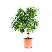 Клементин - Citrus clementina D22 H85