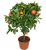 Клементин Беллезза - C. clementina Bellezza D21 H60