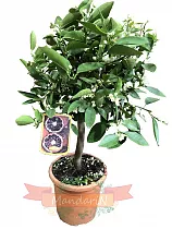 Красный клементин - Clementino Rubino D22 H80