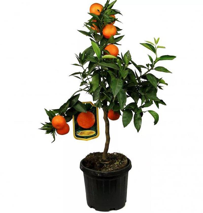 Клементин - Citrus clementina D20 H60