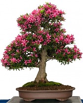 Цветущий бонсай Азалия - Bonsai Rhododendron D25 H45