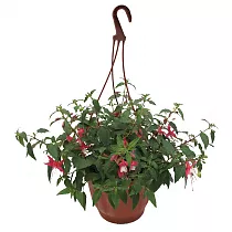 Фуксия - Fuchsia D16