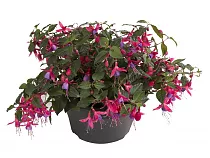 Фуксия - Fuchsia D12