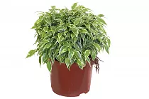 Фикус Бенжамина Лавли - Ficus Lovely D12 H25