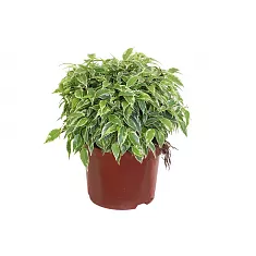 Фикус Бенжамина Лавли - Ficus Lovely D12 H25