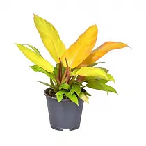 Филодендрон Принц Оранж - Philodendron Prince Of Orange D14 H30