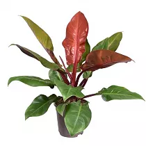 Филодендрон Принц Оранж - Philodendron Prince Of Orange D17 H50