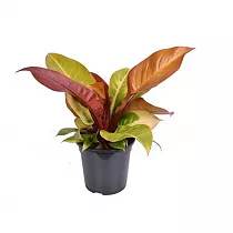 Филодендрон Принц Оранж - Philodendron Prince Of Orange D12 H25