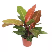 Филодендрон Принц Оранж - Philodendron Prince Of Orange D17 H40