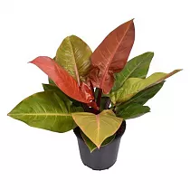 Филодендрон Принц Оранж - Philodendron Prince Of Orange D25 H65
