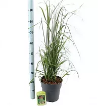 Вейник Карл Форстер - Calamagrostis Acut Karl Foerster D23 H70