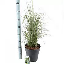 Вейник тростниковидный Овердам - Calamagrostis Acutiflora Overdam D23 H70
