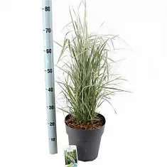Вейник тростниковидный Овердам - Calamagrostis Acutiflora Overdam D23 H70
