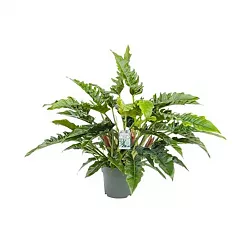 Филодендрон Рамбо - Philodendron Rambo D27 H65