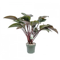 Филодендрон Красная Красавица - Philodendron Red Beauty D30 H110