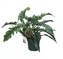 Филодендрон Рамбо - Philodendron Rambo D25 H55