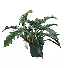 Филодендрон Рамбо - Philodendron Rambo D25 H55