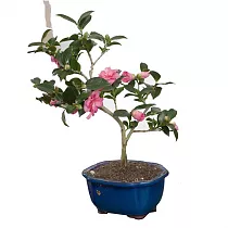 Камелия цветущий бонсай D20 H30