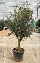 Оливковое дерево, маслина европейская - Olea europaea H40 H180