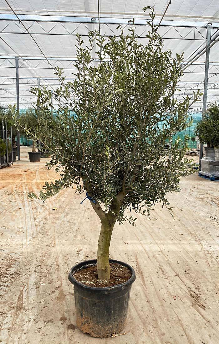 Оливковое дерево, маслина европейская - Olea europaea H50 H180